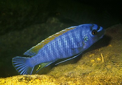 Labeotropheus fuelleborni 'Makanjila'